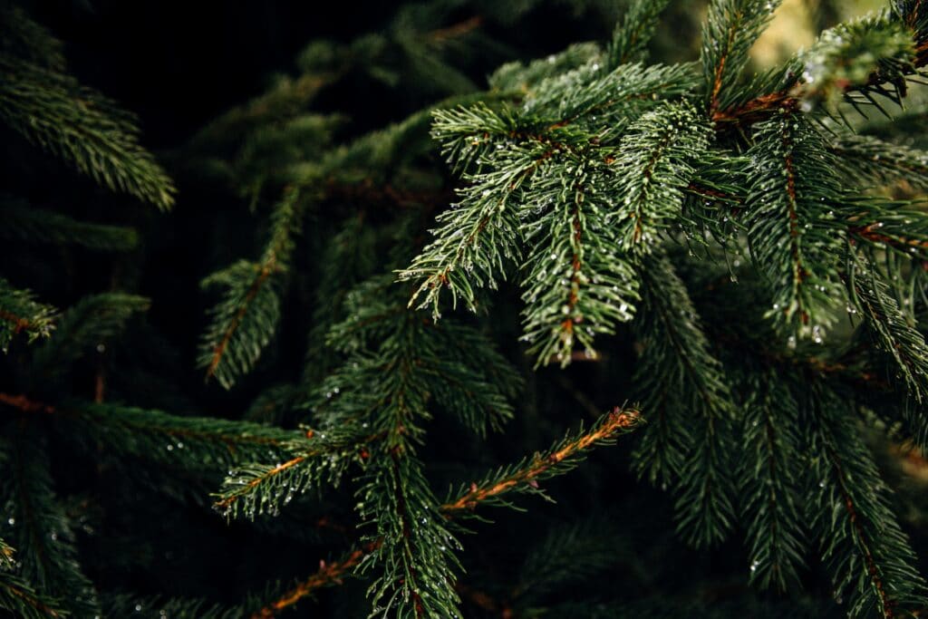Places Near Greater Lafayette to Buy a Christmas Tree